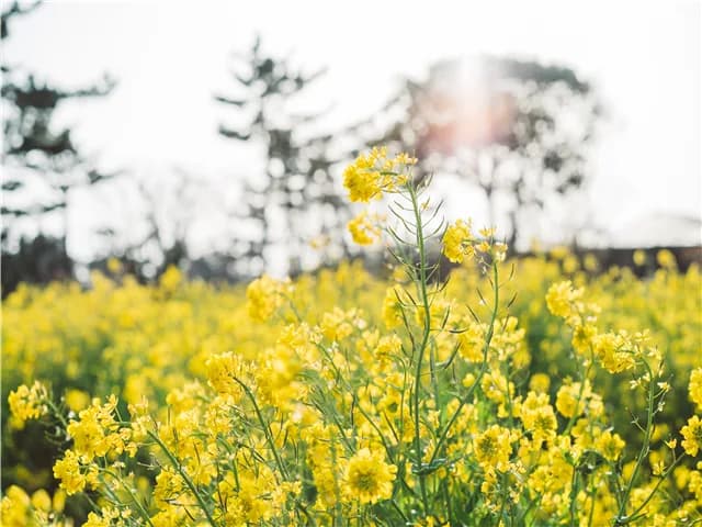 [탐나요 제주 그리고 올레] 제주도 3일 <노팁/노옵션/카멜리아힐/이너리스/광치기/관광급/대한항공> 사진 3